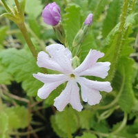 Primula sieboldii 'Oshibori'